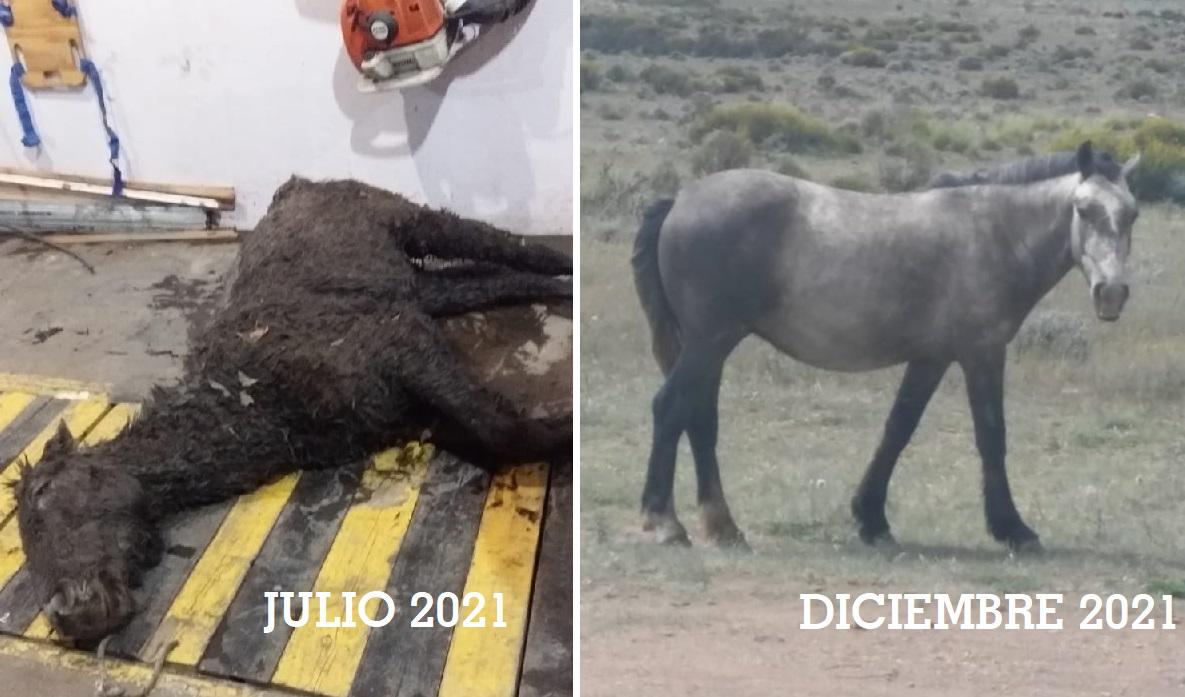 El Calafate: Fue salvado el caballo que encontraron agonizando