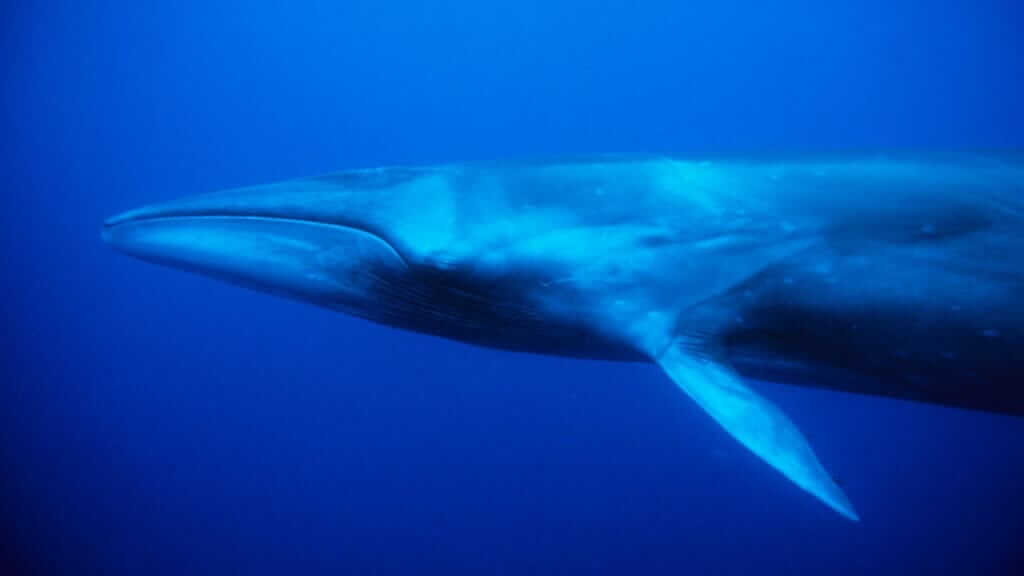 Más protección para la ballena sei