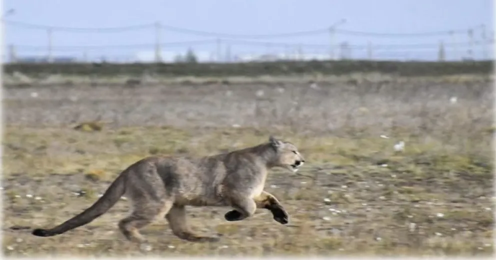 Consejo Agrario Provincial: “Si no hubiese sido asediado, el puma se quedaba en el lugar”