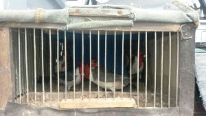La Aduana de Gualeguaychú halló más de 30 aves exóticas